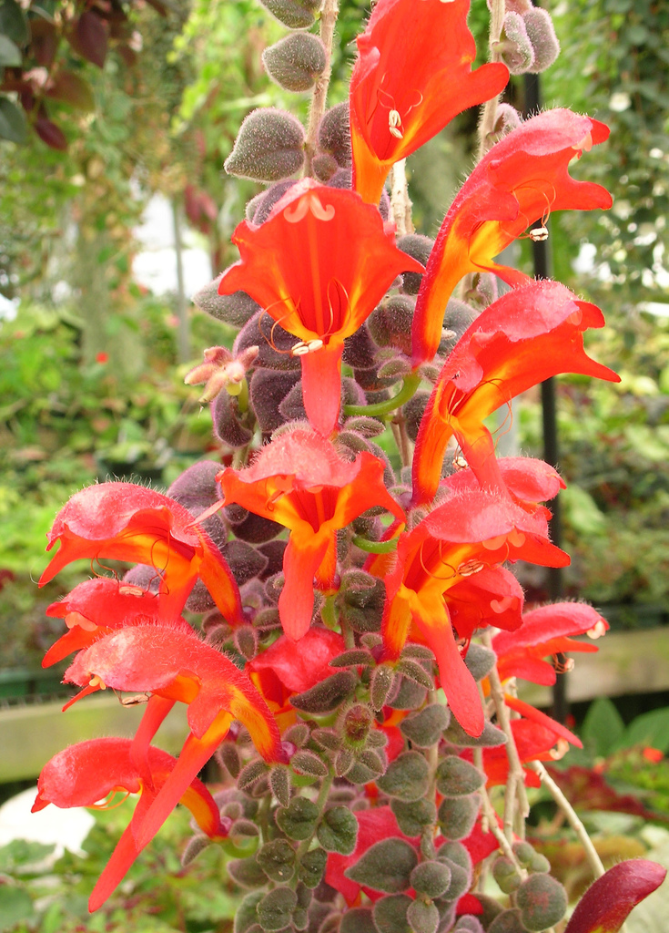 کولومنئا گلوریوزا